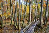 Cypress Swamp In Autumn_25093